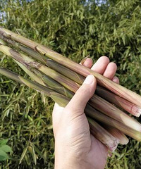 几个周边钓龙虾、挖竹笋、摘桑泡儿的私藏宝地,直接给你们上坐标