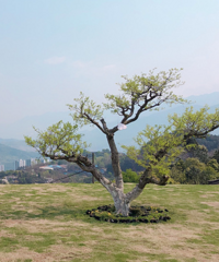 入住这个民宿可以免费参观816核工厂,还有大草坪博物馆和美食