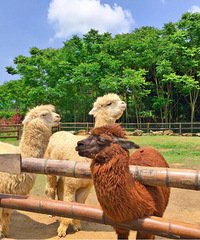 ιա񣬻аͿȸ̫ʺϴȥ