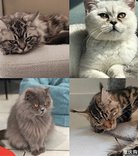 这个萌宠王国的猫猫狗狗可以随便撸,很适合爱宠人士去打卡哦