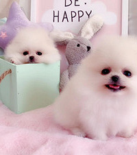 Ϊ���Ž�µ�����2ֻ���������������Ǻú�ͬ�����ֱ̫����