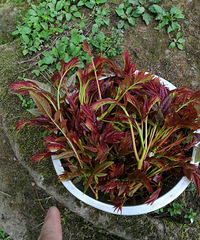 Ұ¶ӪտзˣˮũҲ˿Գ