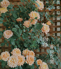 手残党养花记:失败了也要越挫越勇,终于等到甜梦月季开满整面墙