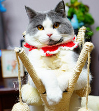 感觉我家的猫是易胖体质,每天定时定量喂它竟也长得这么肥!