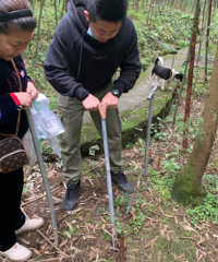 每年都吃的笋子今年自己去黑山谷里挖,养肺又养胃,太好耍了