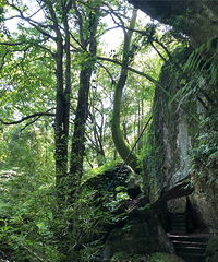 1Сʱԭʼɭ֣죬ˣһ