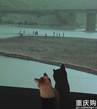每次投屏看剧时,橘猫都要来挡到中间,可能想强行引起我的注意吧