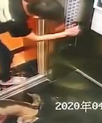 气愤!男子虐打哈士奇后扔电梯