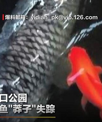 大渡口公园的明星鱼“莽子”被偷了