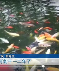 大渡口第一wanghong“莽子”被人连夜偷走,网友泪目:童年被偷了!