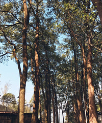 ����ɽ�ϻ�������һ��ǧ����£����ʺϱ�������