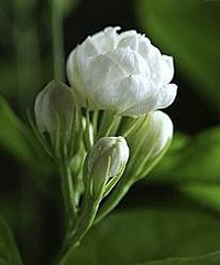 �����ţ������ںܺ�