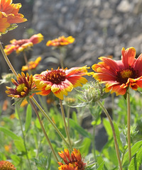 ���ǻ�������һ��ɭ�ֹ�԰�����������˻��ٻ���ժˮ��