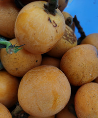 10��һ�û����԰��ժ������