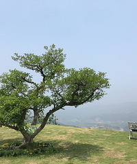 ����2���Σ�816�˹���������ɽɭ�ֹ�԰�������ˣ�ֺó�