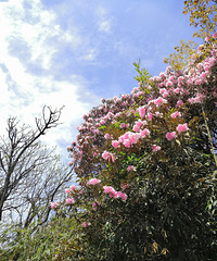 ���ɽ�Ķž黨���ˣ�������ƻ����ȣ��Աߵ���ȪҲ���