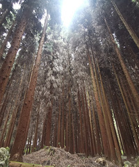 要穿两件才得行的避暑胜地,住民宿,耍草场捡松果,超适合过周末