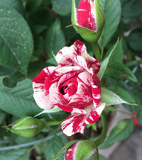 ɹɹ���ֵ��¼�������������ֵ������������֬����������