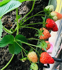 һֲ̨ݮͷѣճɻˮõķ