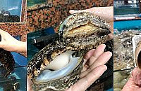 ����������µĺ����г�����ҽ���ͣ��