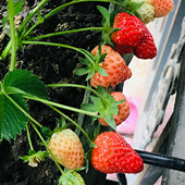 淘米水可拿来浇草莓哦