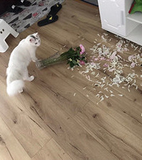 我家猫“死”千翻儿,一天都捣乱,我妈却不准我打它...