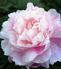 5月份是属于芍药的季节,粉色芍药和玫红色大富贵都好好看呀