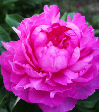 5月份是属于芍药的季节,粉色芍药和玫红色大富贵都好好看呀