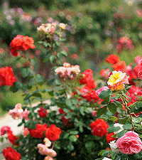 ĸ׽ڣȥЩͻؼŮģָ