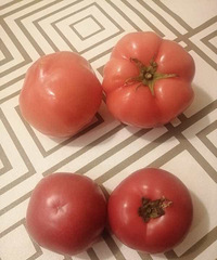 无聊的番茄测评