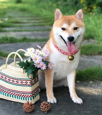 ϺóԵģԶ߶ĲƺҰͣȫҶ˵ú