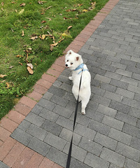 ������ڵĸ���ɽ���ʺ��޹�Ŷ�����١����졢�ܼ��ȸ�