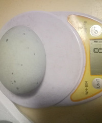 �������ɻ�Ƥ�������ִ����������80����