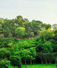 186㎡+180㎡(花园)=366㎡,直接下手恒大麓山湖
