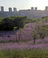 �������廹����ô��һƬ��ɫ�Ļ��������ճ���