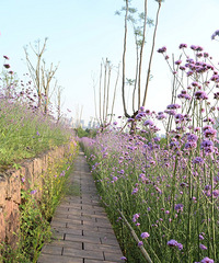 ������Ƭ��ɫ�����޲ݳ������������½���ˣ�ŷ���