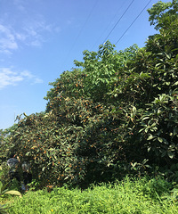 ����ժ��7��1������ˣ����Ե����óԵ���ڰ�