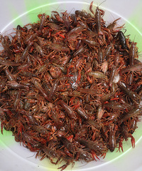 这里25一斤的小龙虾现杀还要去虾线,有死的包赔