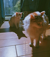 没有封窗导致丢了一只猫,翻遍整个小区都没找到,现在只剩2只了