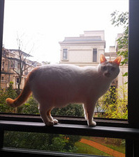 ûзⴰ¶һֻèСûҵֻʣ2ֻ