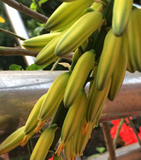 芦荟竟然也会开花?开花后感觉好像黄花,好想拿来烫火锅...
