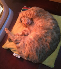 想给一岁的橘猫找一个好心人家领养它,它能自己在厕所里便便