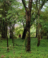 �����ϵ������ӣ������÷��¹��������ɽ��Ұ������