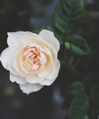 и70ƽС԰ס2꣬ڿʼʵл