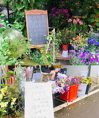 我揣着50块逛遍重庆4家宝藏花市,赠送你们5毛钱路线指南