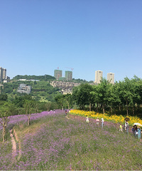 ��ĩ�����޲ݣ�������������ɫ����