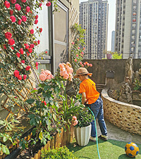 480平露台种了几十种鲜花十几种蔬果,月季花墙惊艳了所有邻居