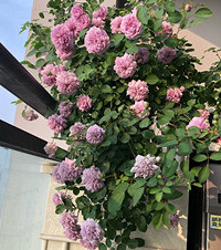 ̨Ҳֳɫ꣬ÿлҪûͰװ