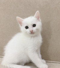 Ϊ6ֻèȷʵ˲4ֻСè