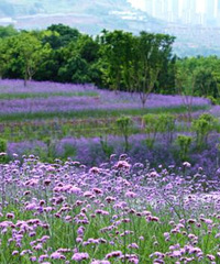 ����ʱ�ڵ������������ˡ��λ��ϡ���ɫ��